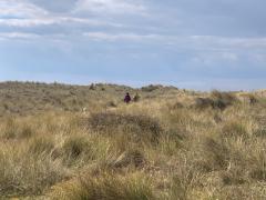 Through the dunes - spot Ani The Dog worried about the photographer!
